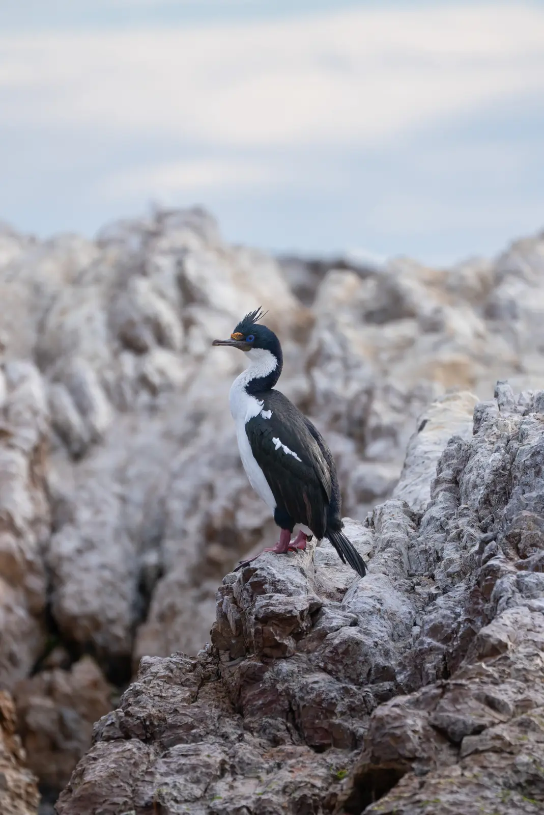 Un cormorán imperial parado sobre las rocas de la costa