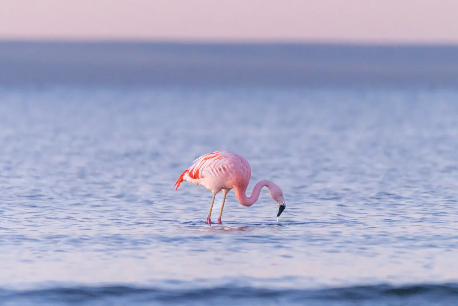 Un flamenco austral alimentándose en el agua al atardecer