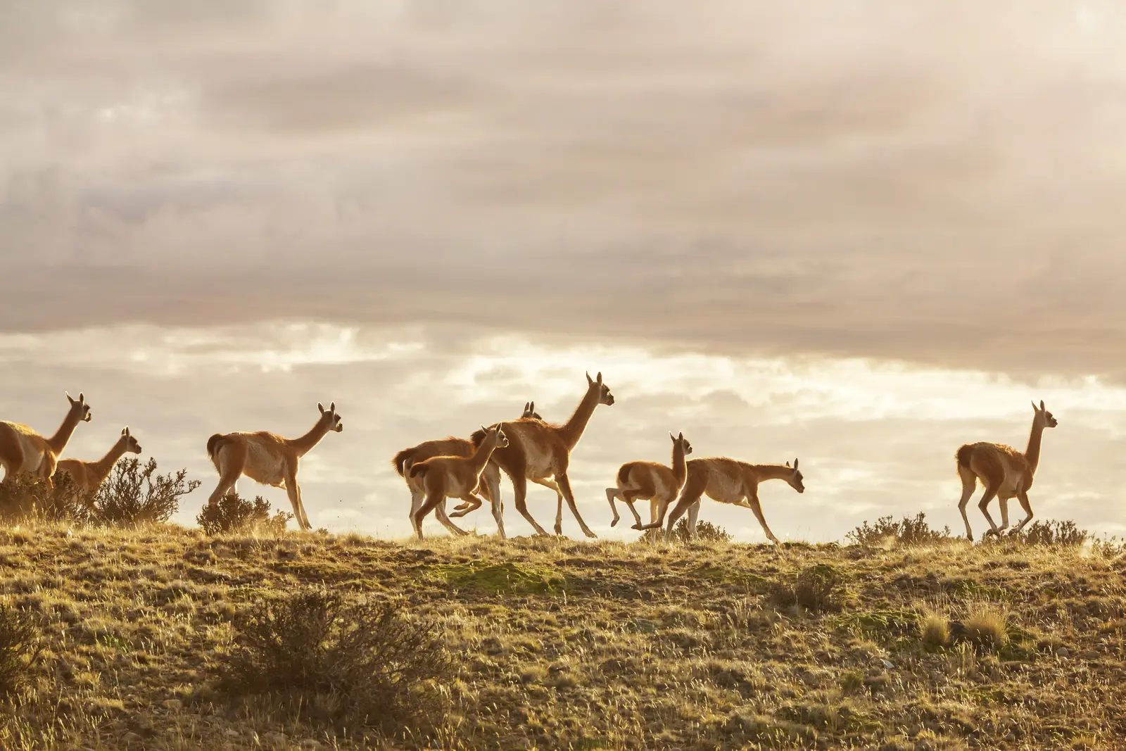 Una tropa de guanacos cruzando la meseta a contraluz, al atardecer