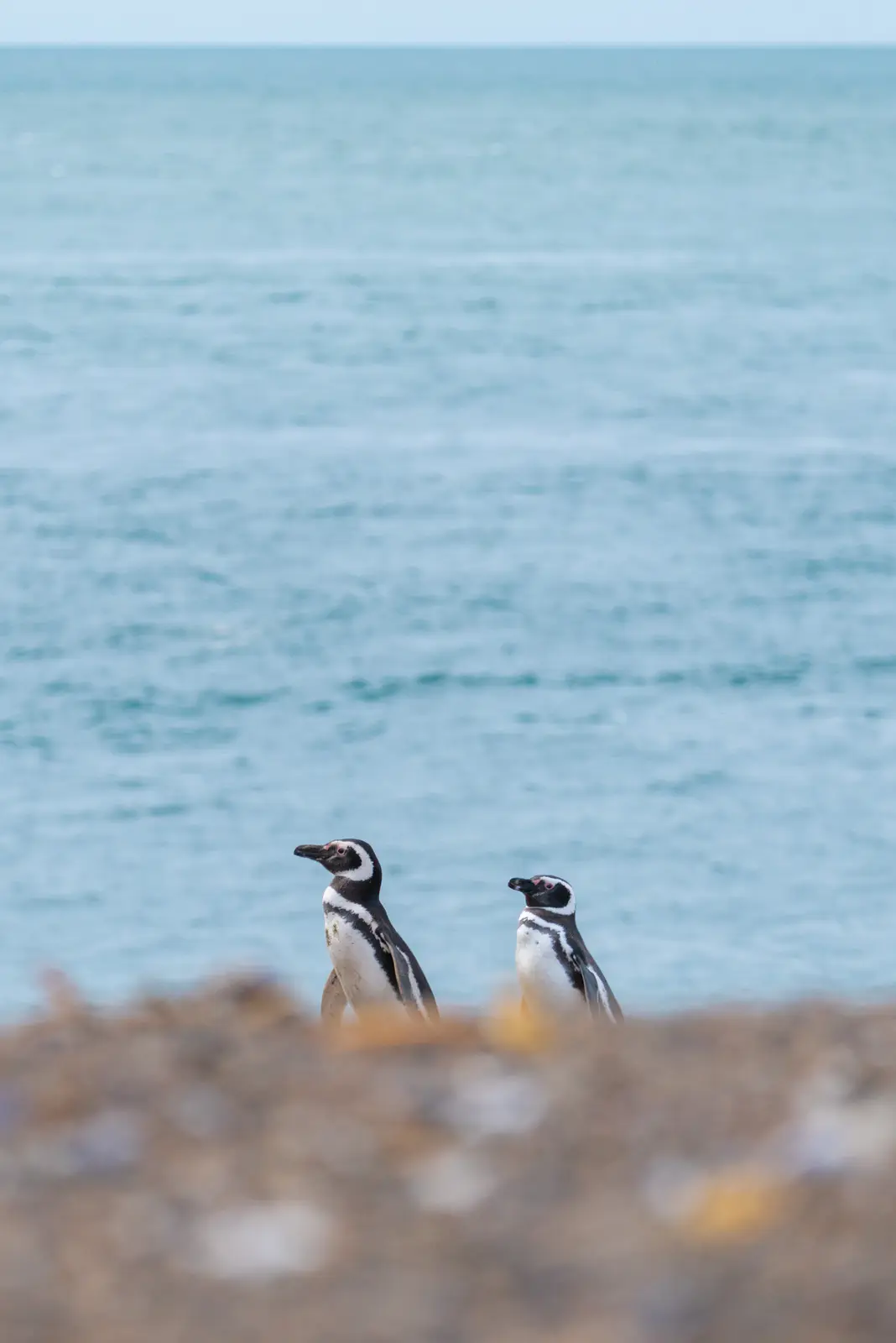 Dos pingüinos de Magallanes sobre la restinga, con el mar de fondo